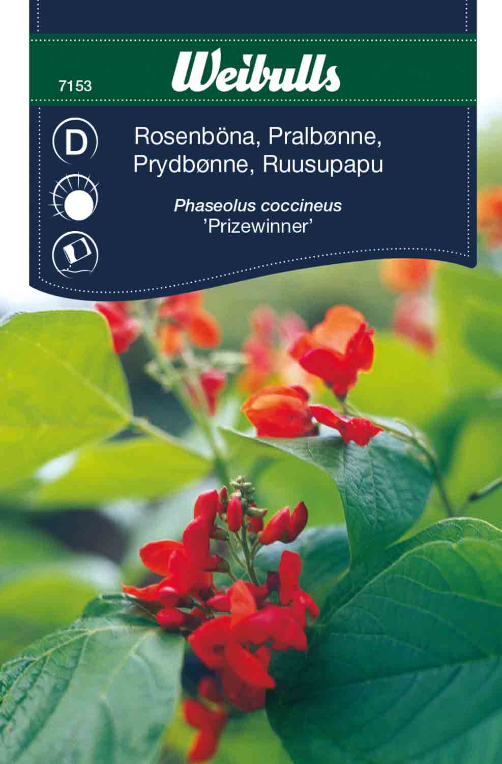 Weibulls Rosenböna  'Prijswinner'