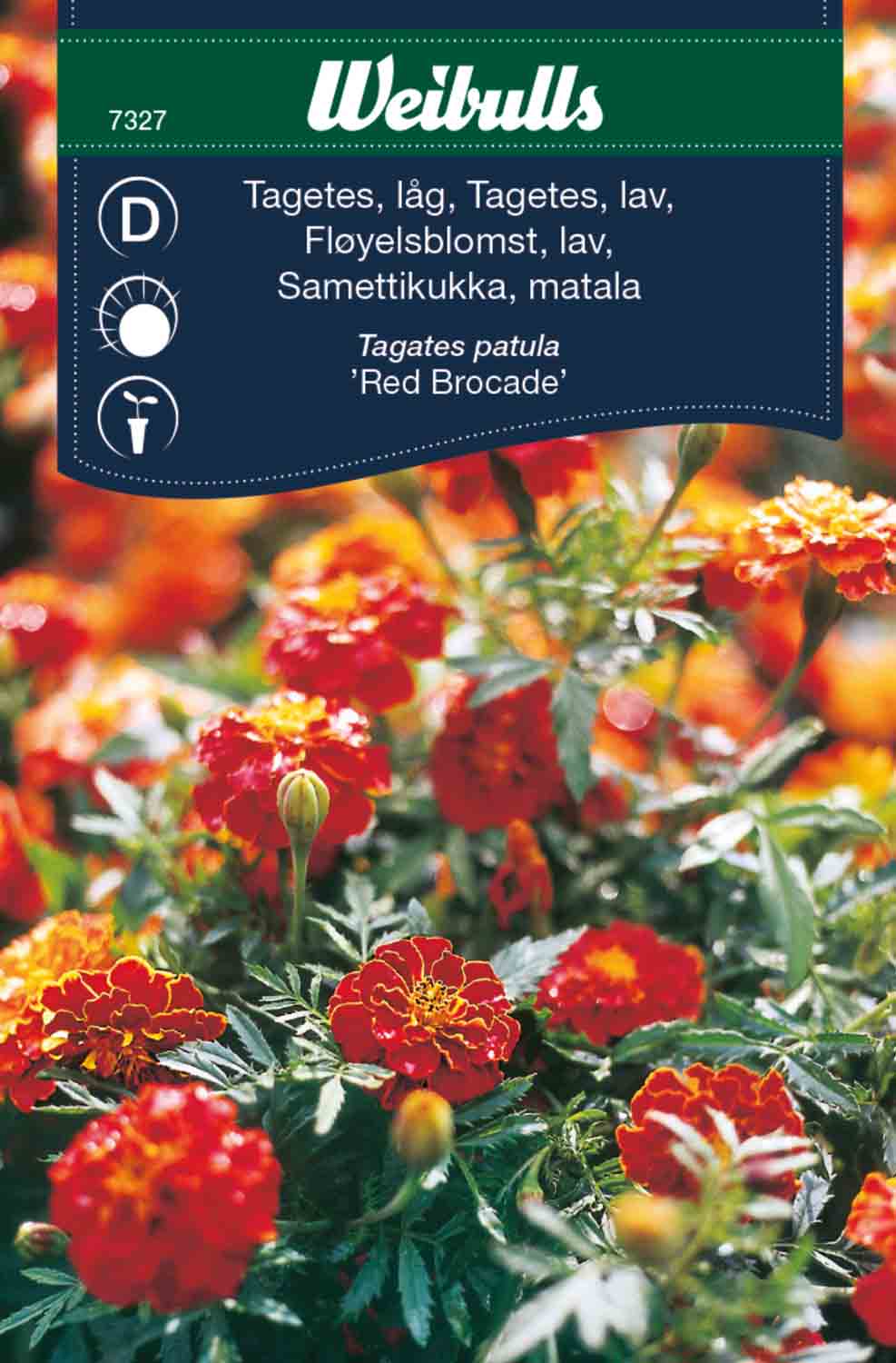 Weibulls Tagetes, låg   'Red Brocade'