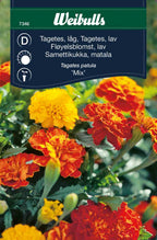 Weibulls Tagetes, låg   'Mix'