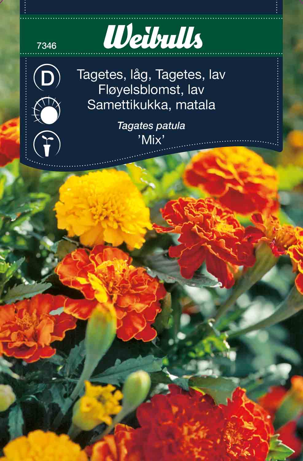 Weibulls Tagetes, låg   'Mix'