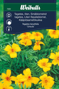 Weibulls Tagetes 'Ursula'