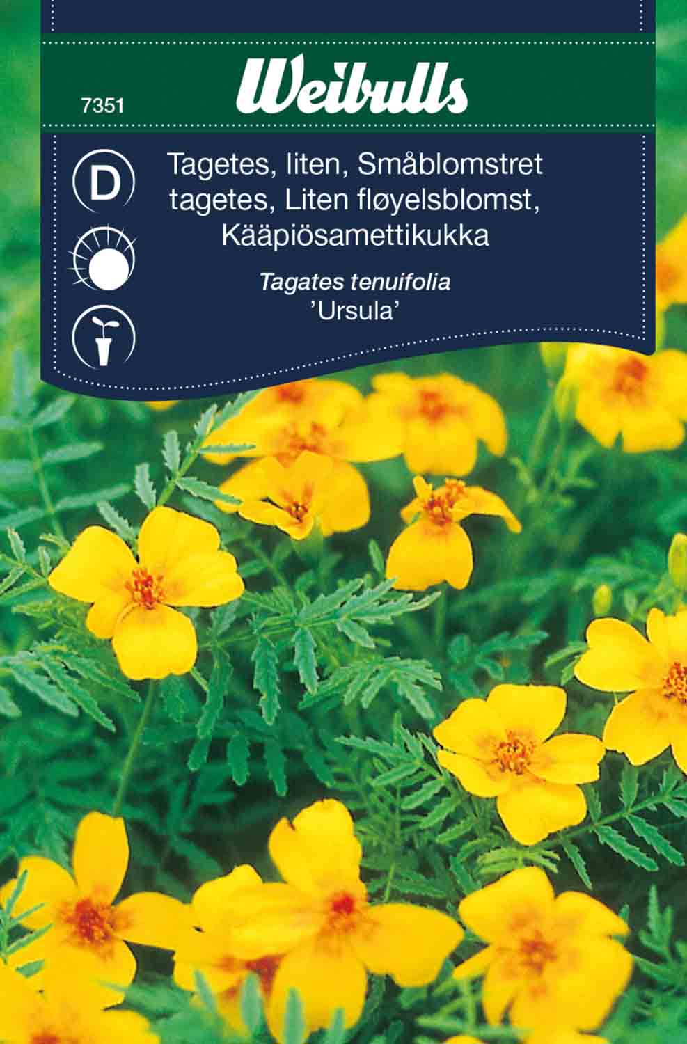 Weibulls Tagetes 'Ursula'