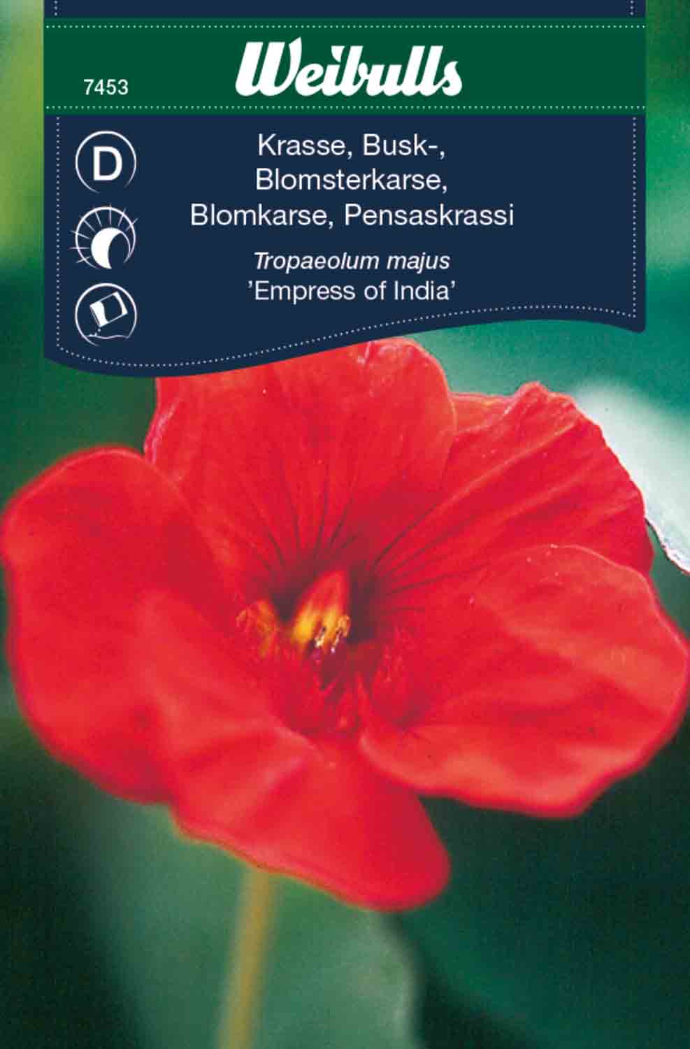 Weibulls Krasse, busk-  'Empress of india'