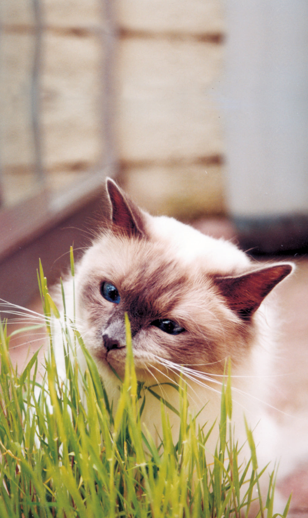 Weibulls Gräs, Katt-