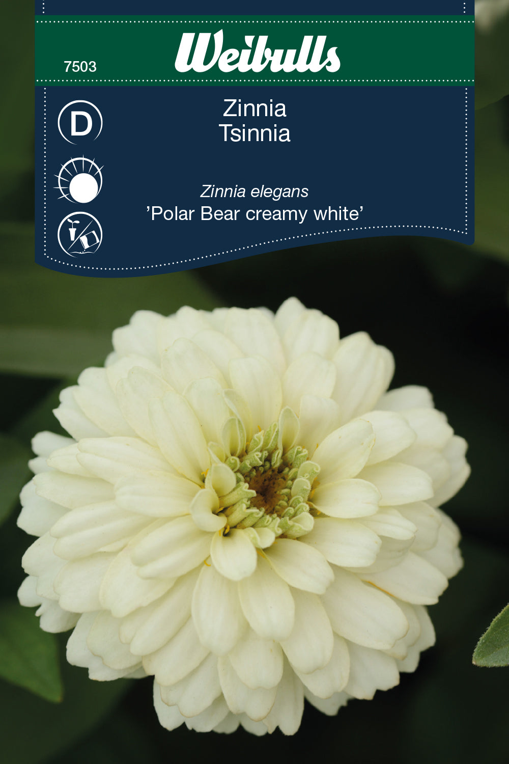 Weibulls Zinnia  'Polar Bear'