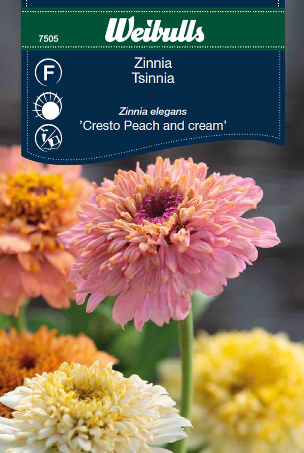 Weibulls Zinnia  'Cresto Peach and cream'