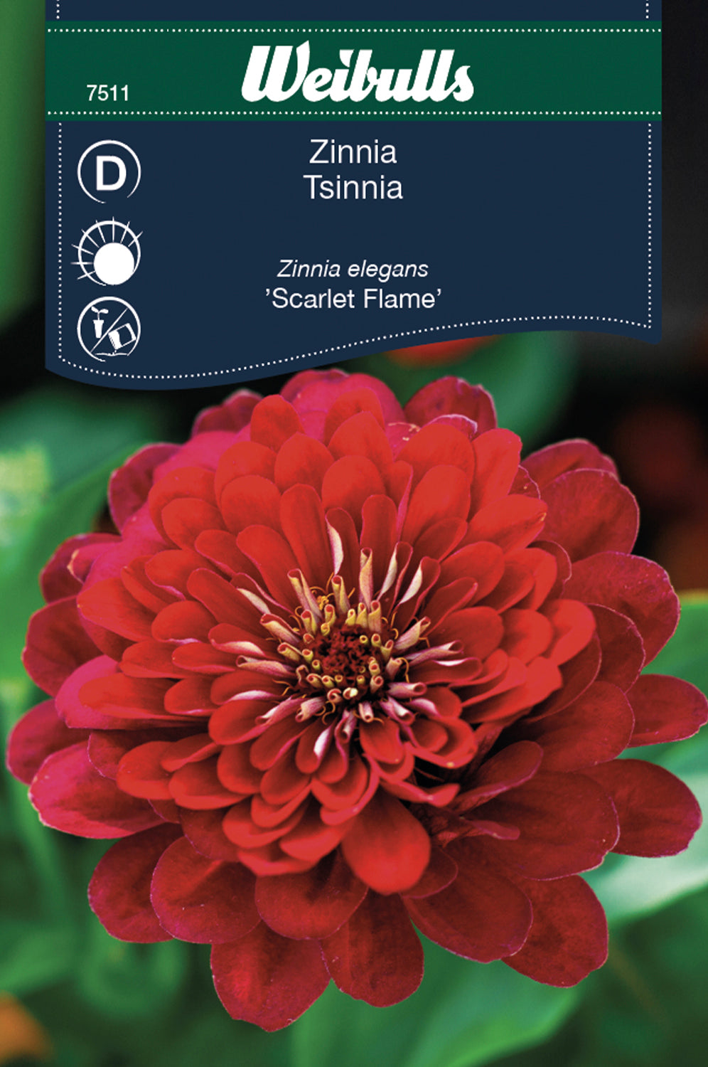 Weibulls Zinnia   'Scarlet Flame'