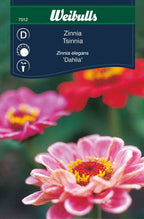 Weibulls Zinnia 'Dahlia'