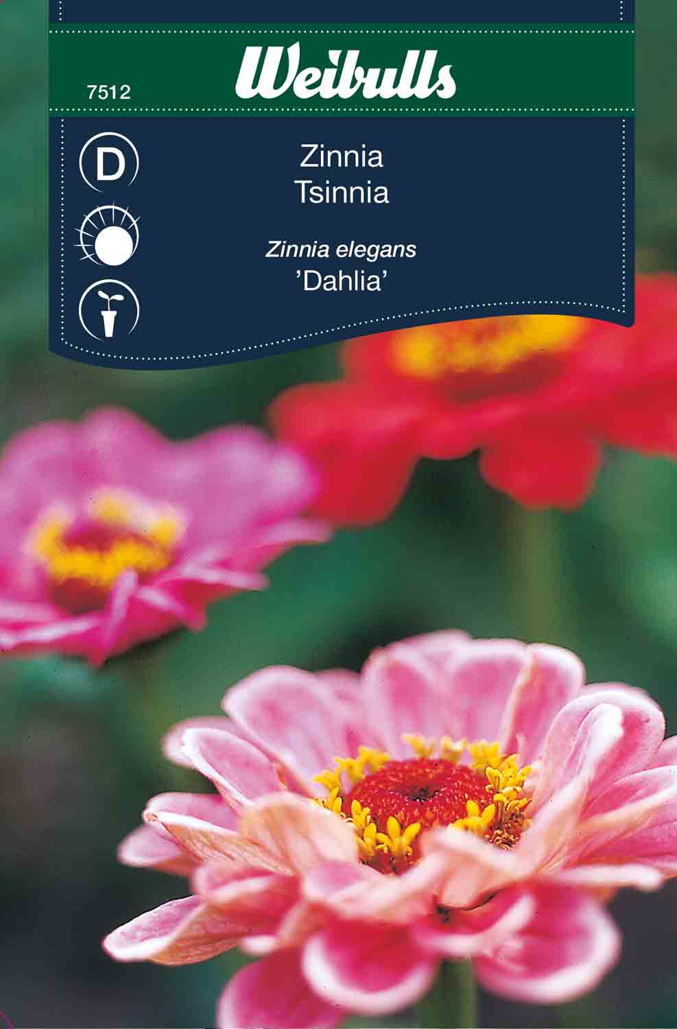 Weibulls Zinnia 'Dahlia'