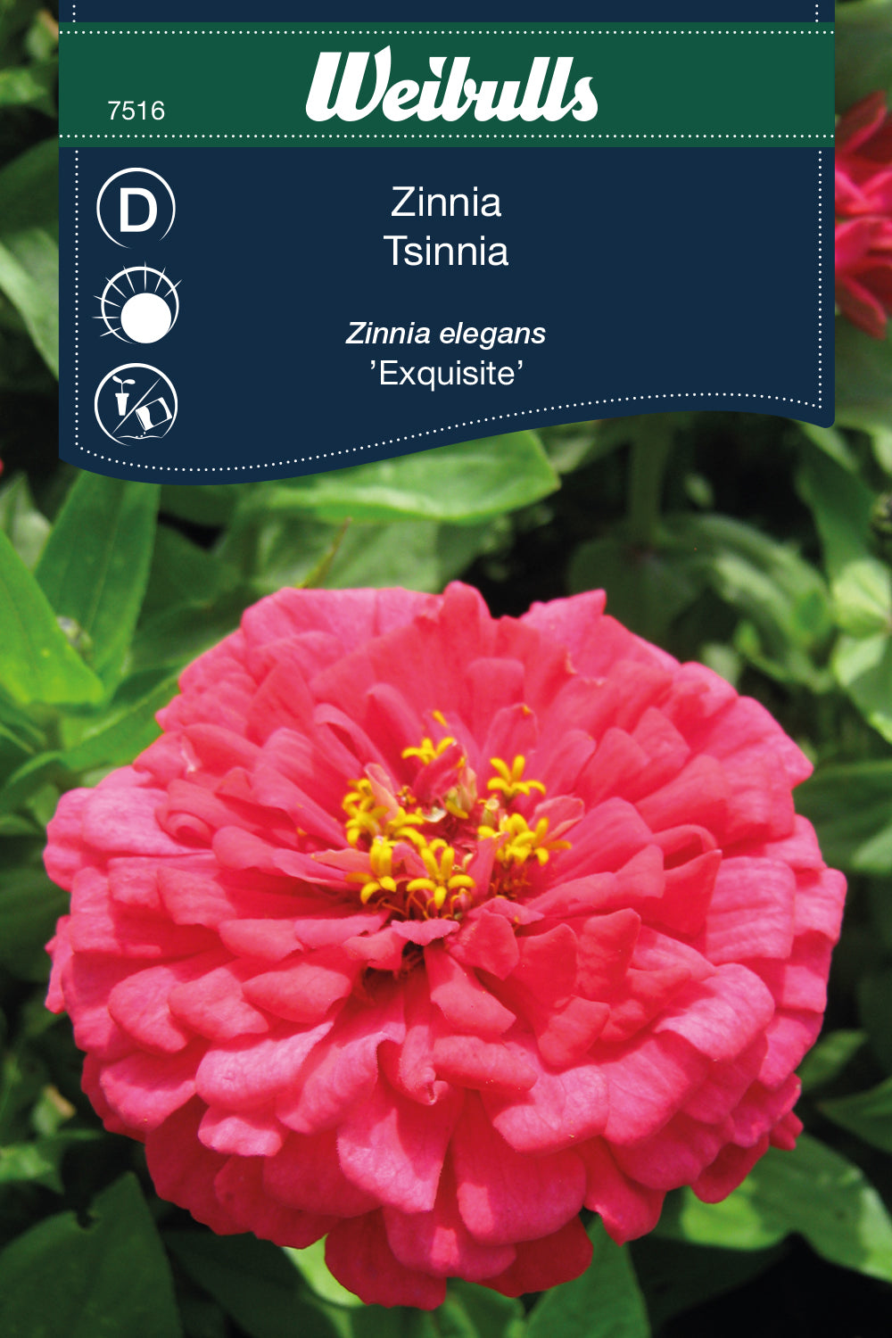 Weibulls Zinnia 'Exquisite'