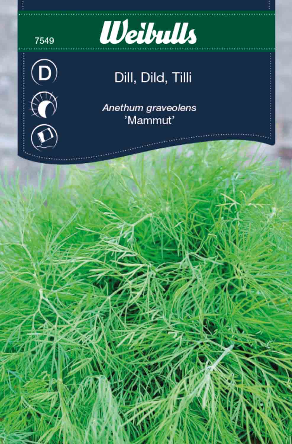 Weibulls Dill   'Mammut'