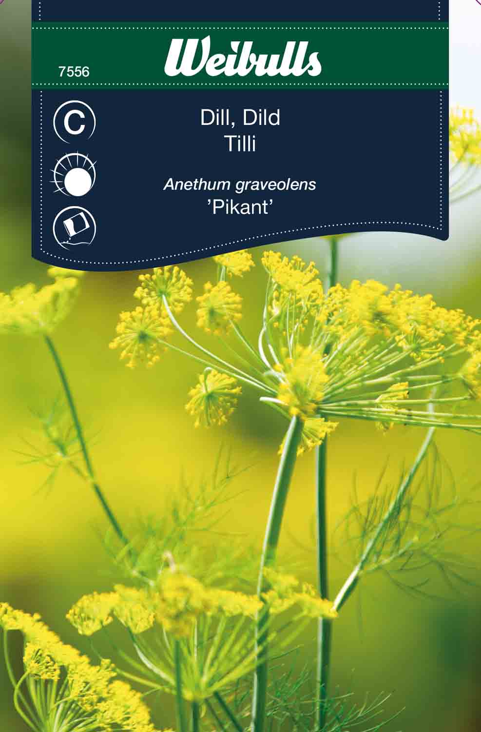 Weibulls Dill  'Pikant'