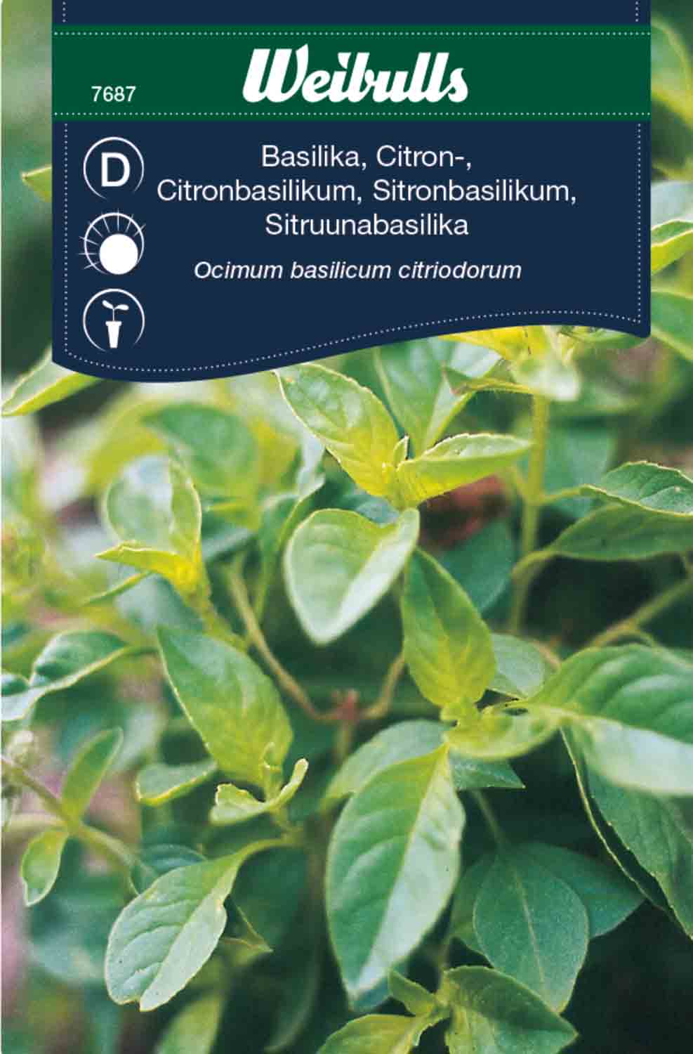 Weibulls Basilika, citron-
