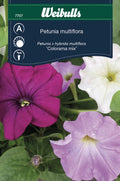 Weibulls Petunia  'Colorama mix'