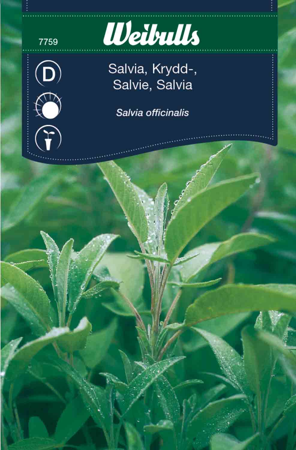 Weibulls Salvia, krydd-