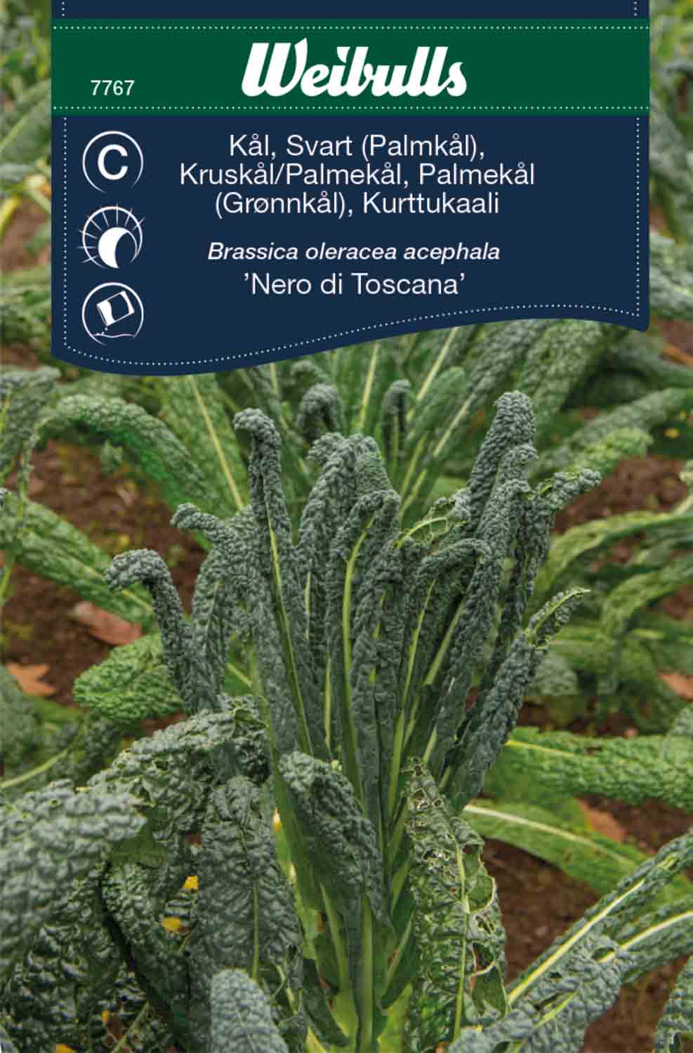 Weibulls Kål, svart/palm-    'Nero di Toscana'