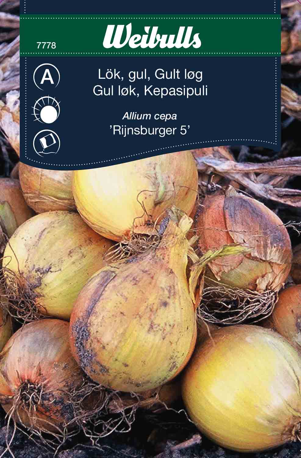 Weibulls Lök, gul  'Rijnsburger 5'