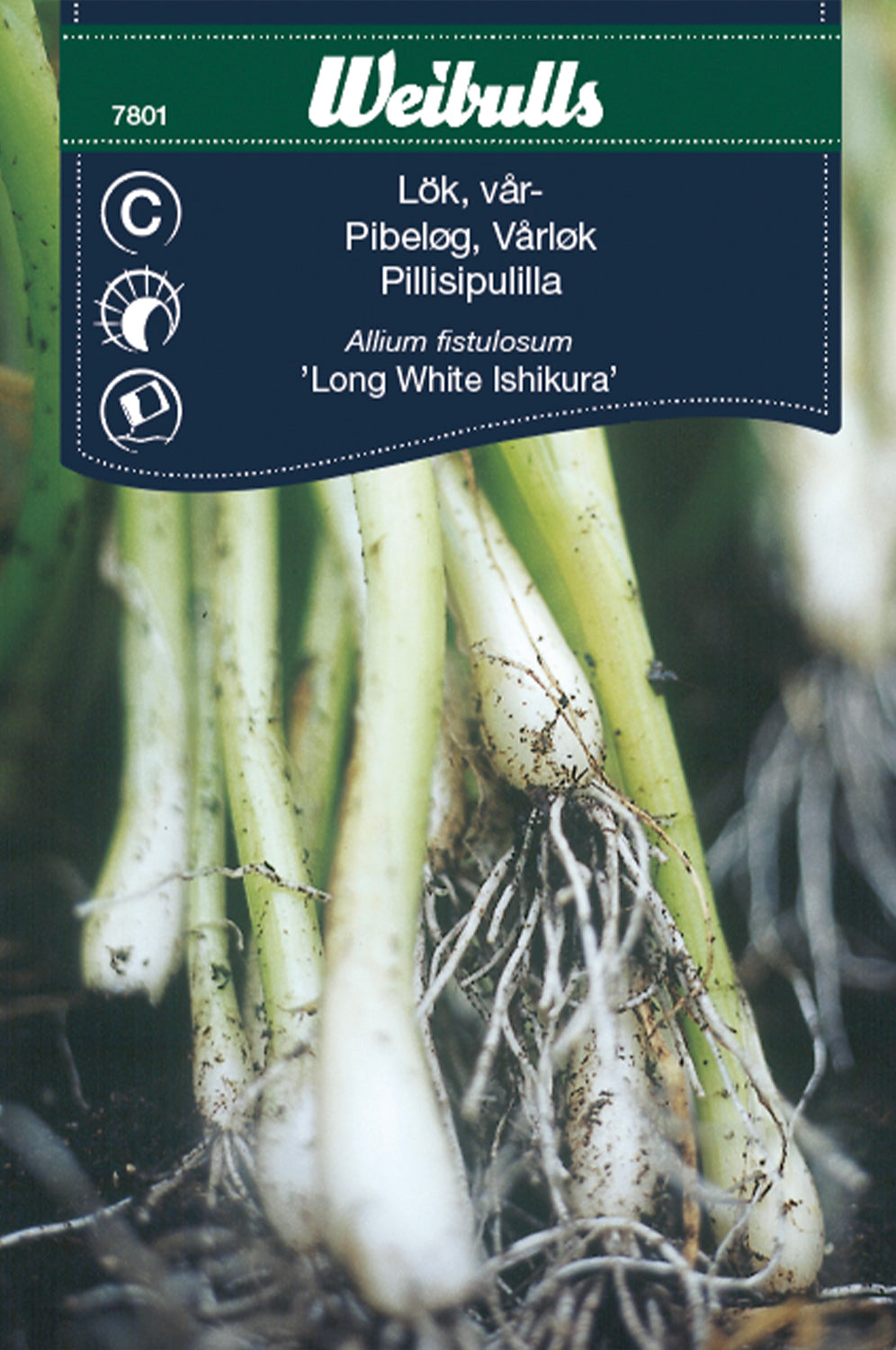 Weibulls Lök, vår-/pip- 'Long White Ishikura'