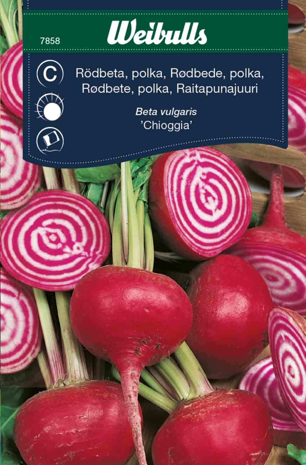 Weibulls Rödbeta, polka- 'Chioggia'