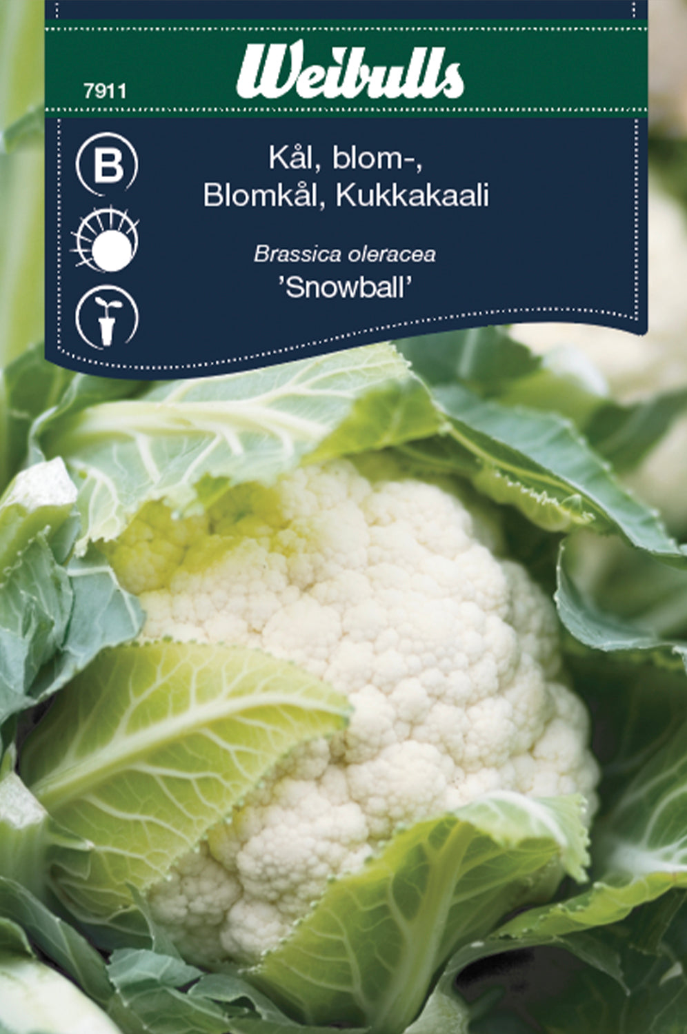 Weibulls Kål, blomkål  'Snowball'
