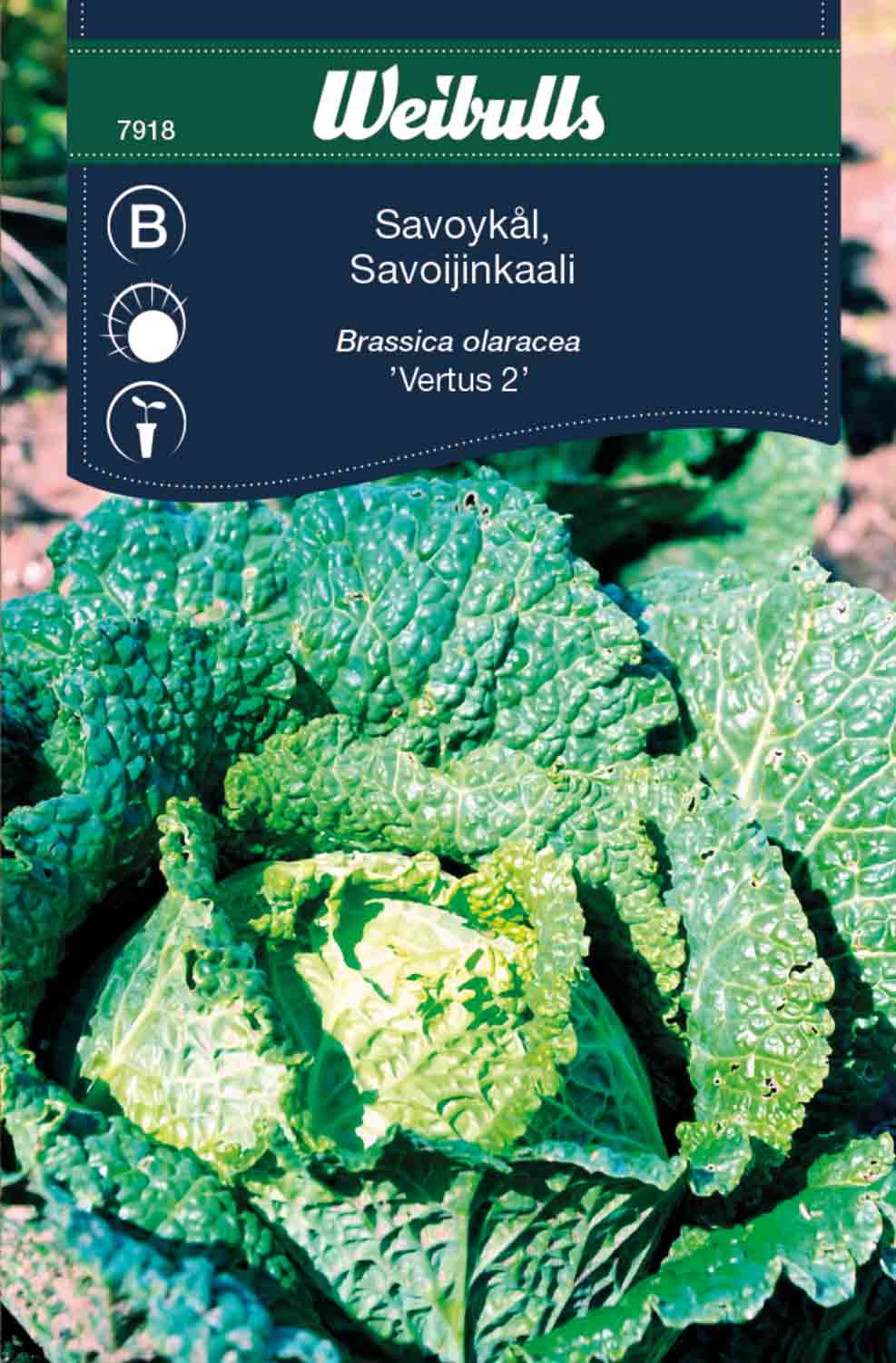 Weibulls Kål, savoy- 'Vertus 2'