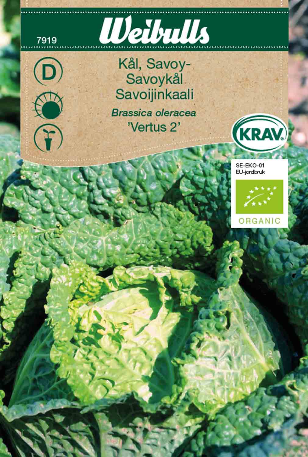 Weibulls Kål, Savoy- KRAV  'Vertus 2'