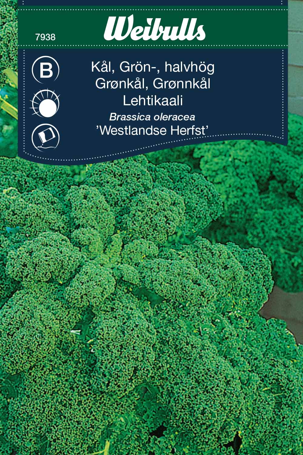 Weibulls Kål, grön-, halvhög 'Westlandse Herfst'
