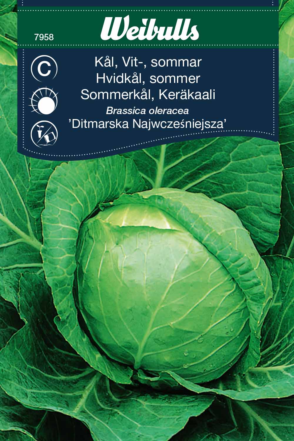 Weibulls Kål, vit-, sommar 'Ditmarska Najwcześniejsza'
