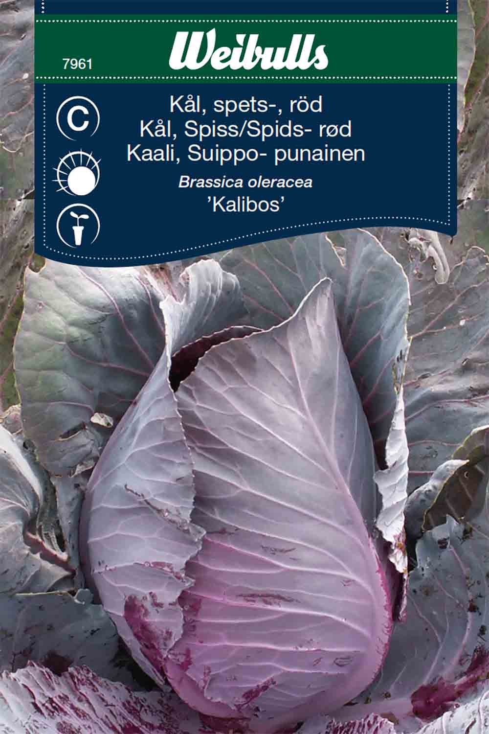 Weibulls Kål, spets- röd  'Kalibos'
