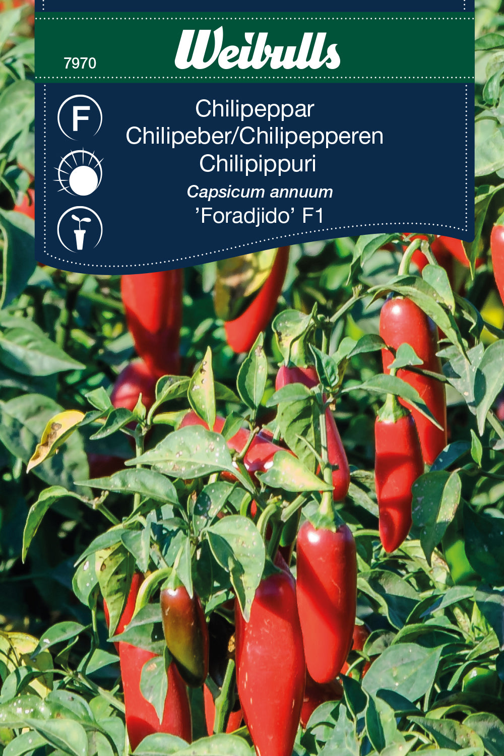 Weibulls Chilipeppar  'Foradjido F1'