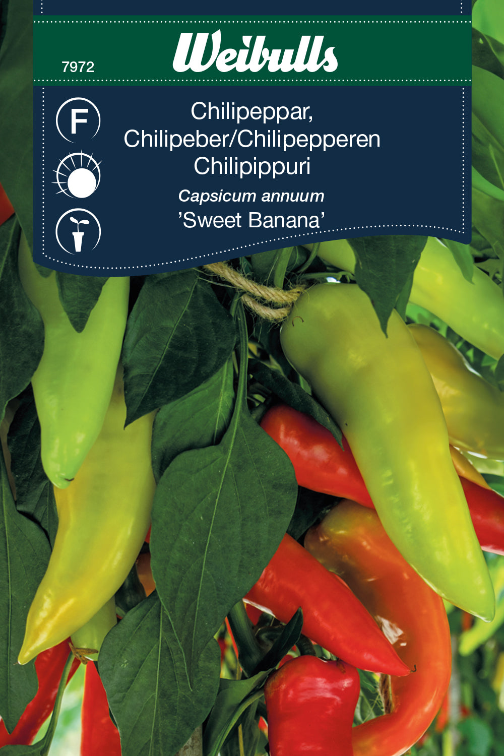 Weibulls Chilipeppar  'Sweet Banana'