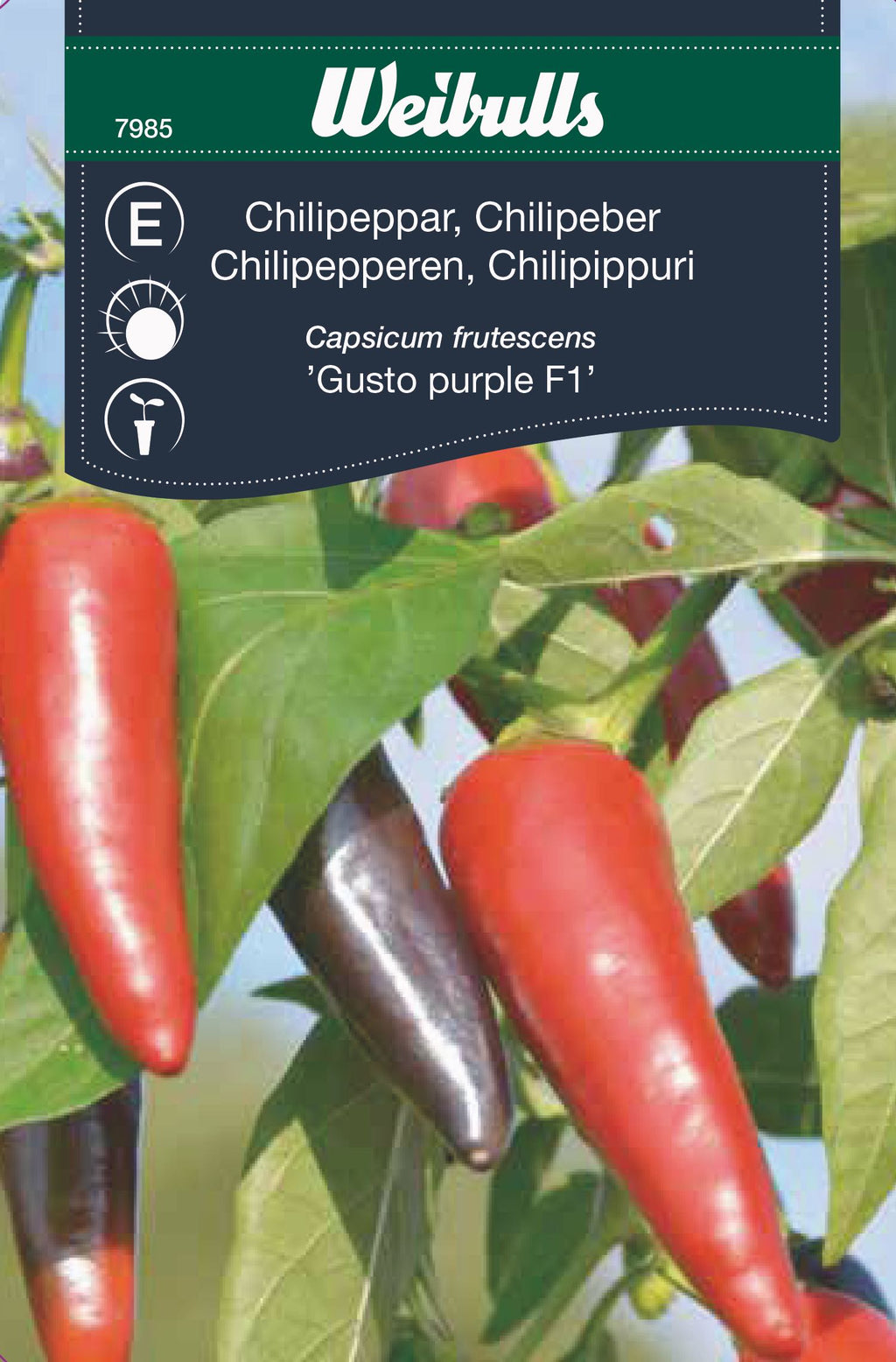 Weibulls Chilipeppar  'Gusto purple' F1