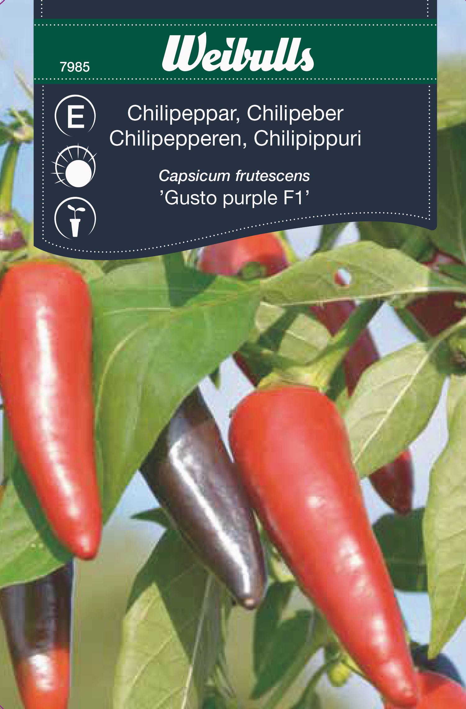 Weibulls Chilipeppar  'Gusto purple' F1