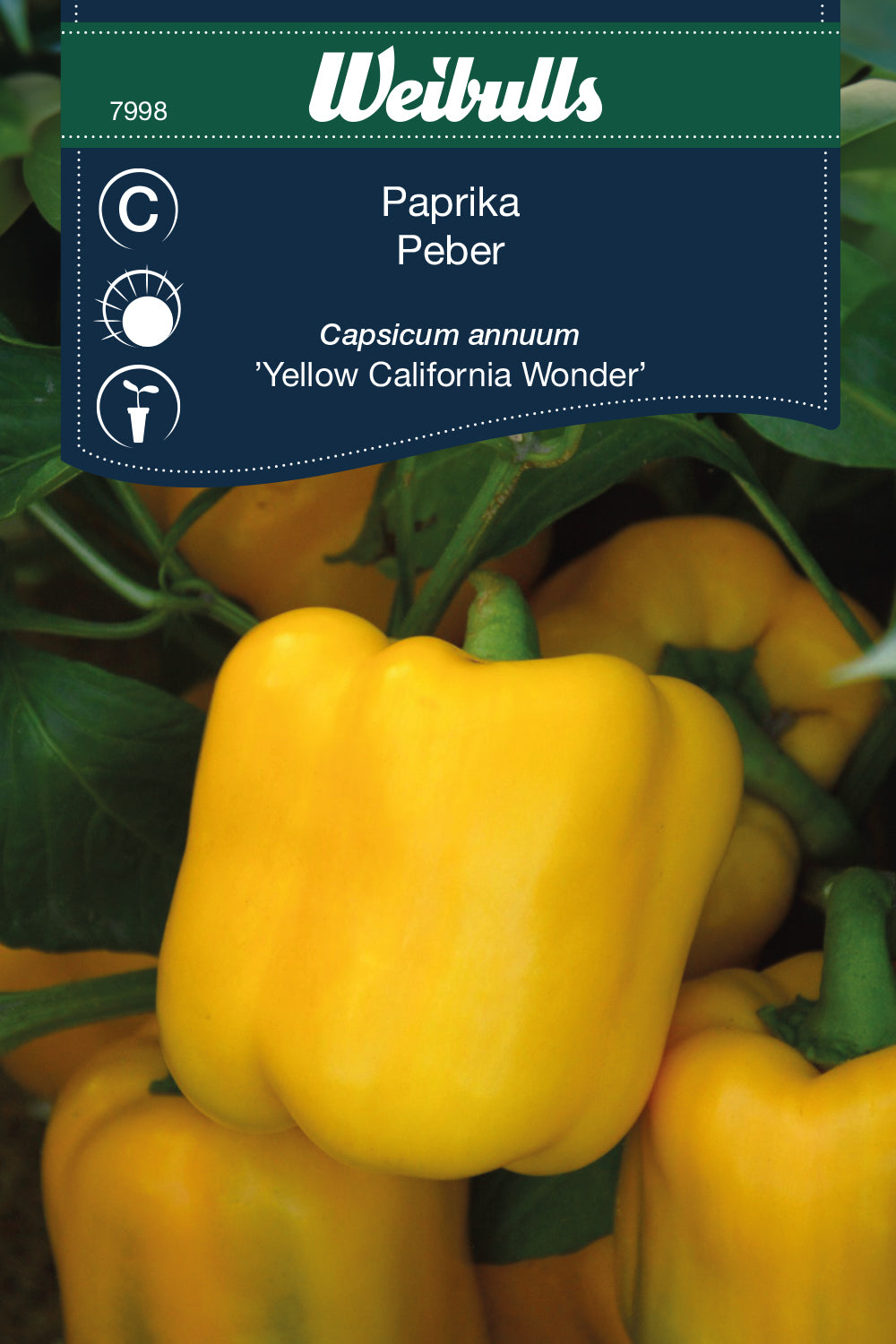 Weibulls Paprika 'Yellow California Wonder'