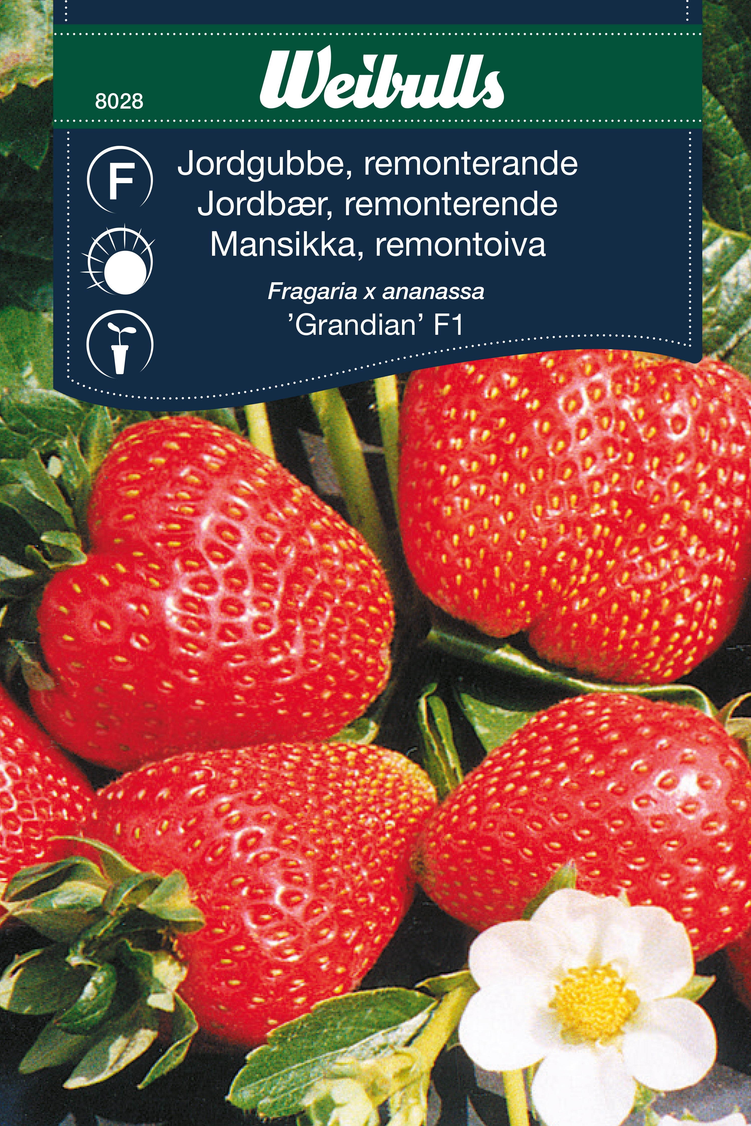 Weibulls Jordgubbe  'Grandian' F1
