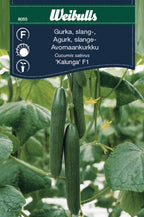 Weibulls Gurka, växthus-  'Kalunga F1'