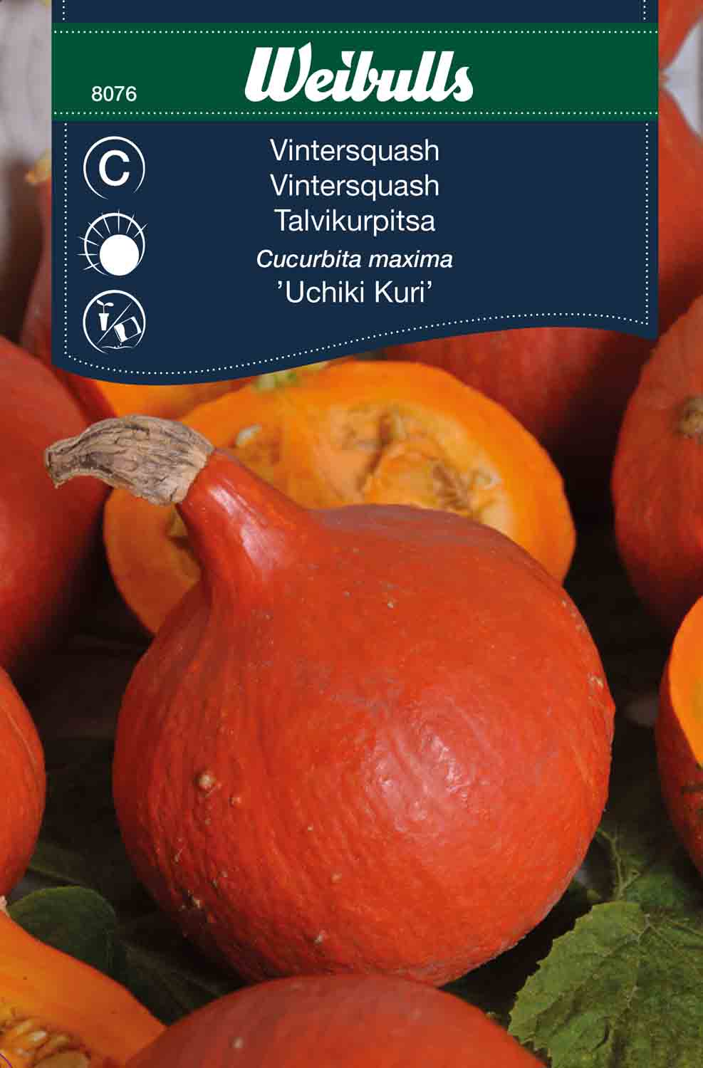 Weibulls Pumpa 'Uchiki Kuri'