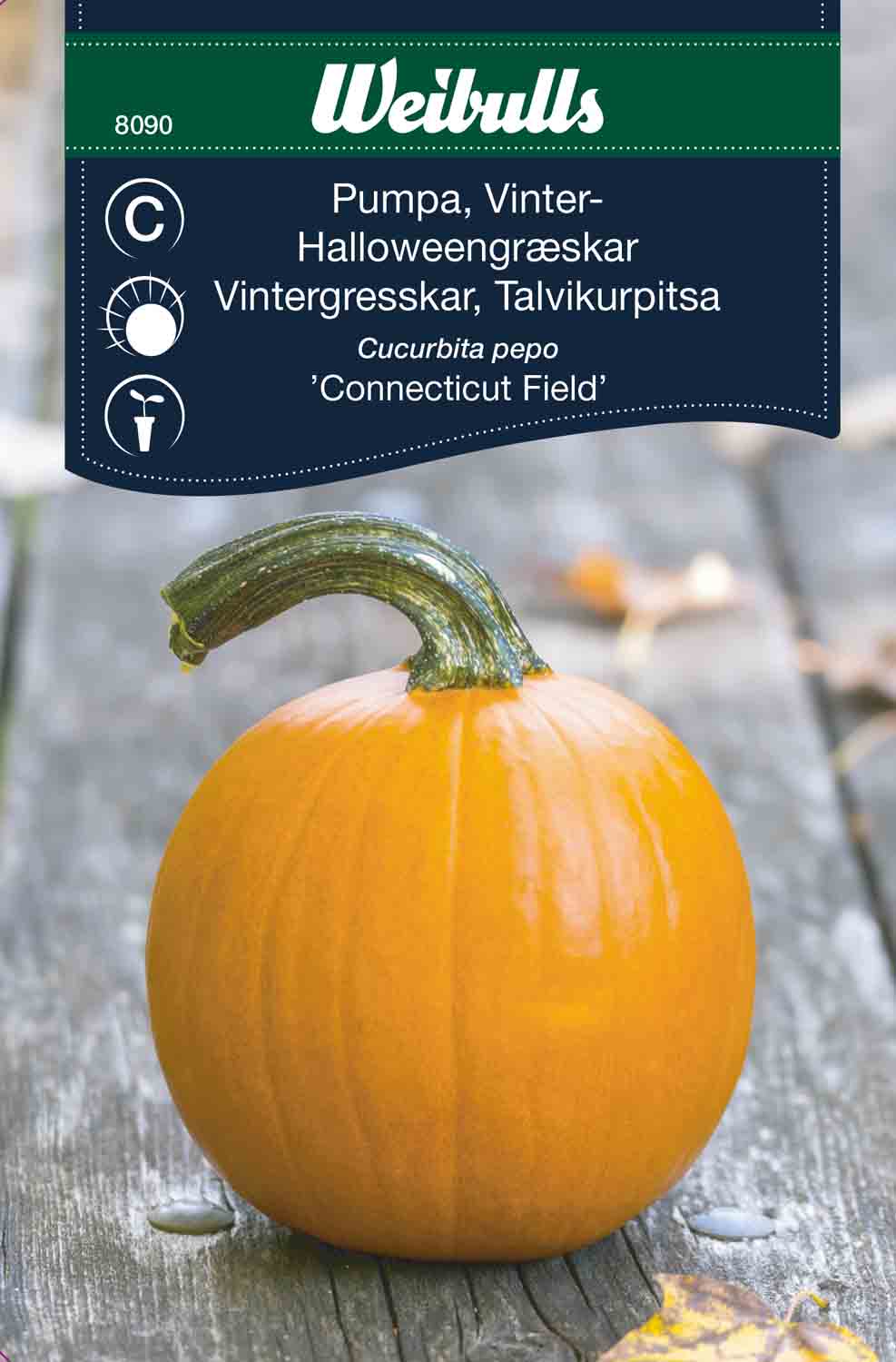 Weibulls Pumpa, vinter- 'Connecticut Field'