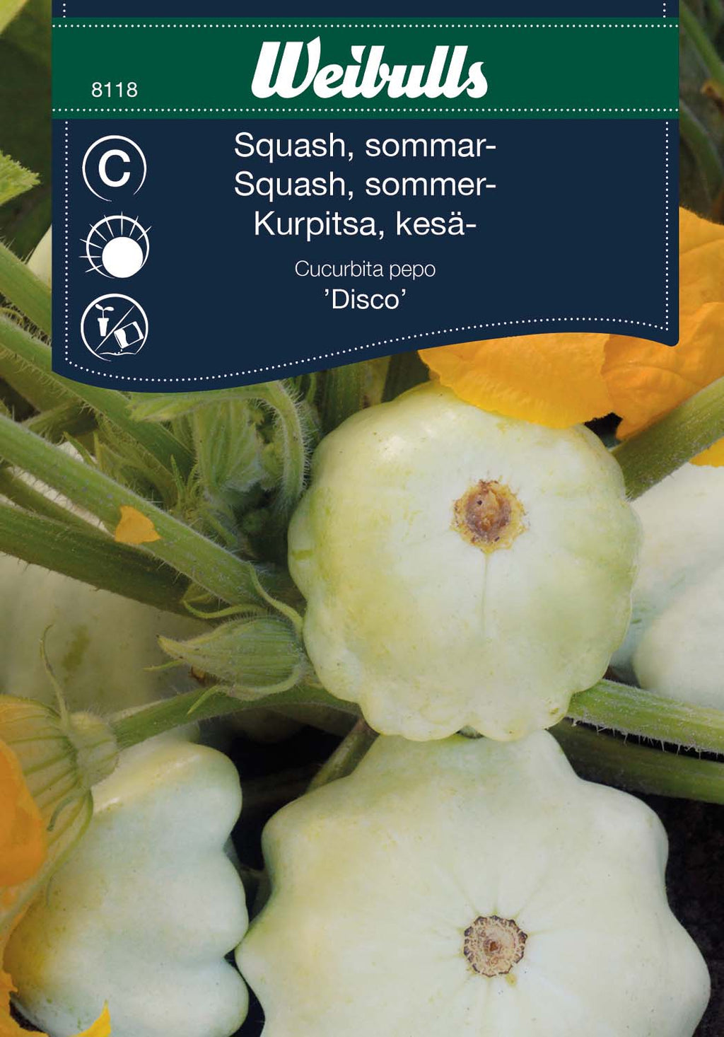 Weibulls Squash, sommar- 'Disco'