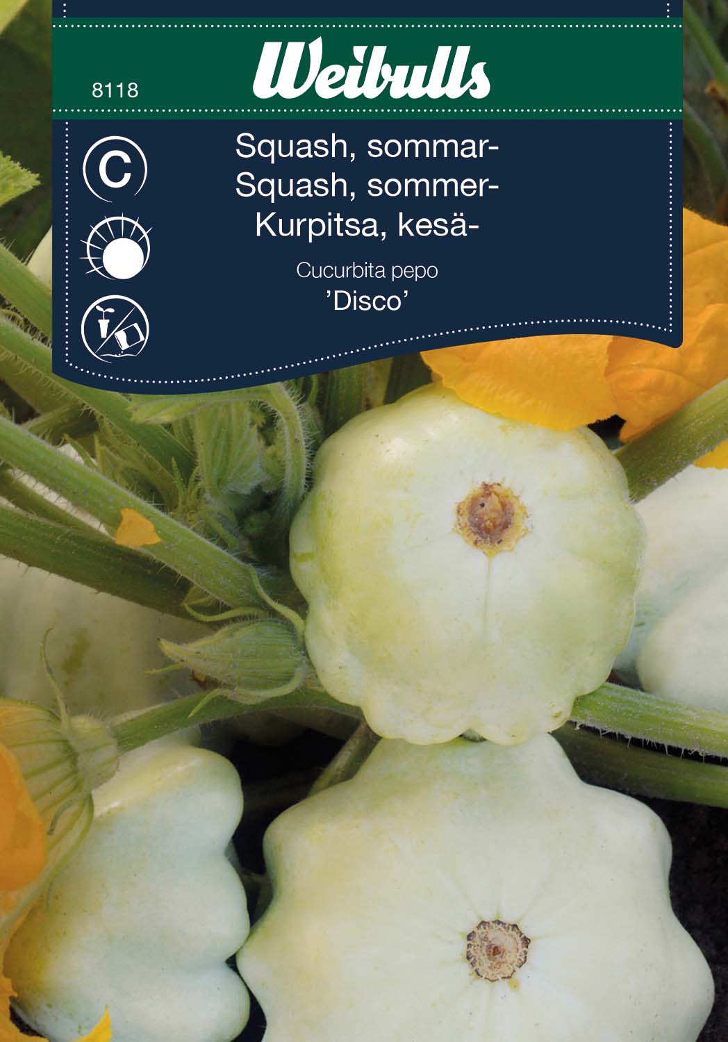 Weibulls Squash, sommar- 'Disco'