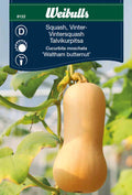 Weibulls Squash, vinter- 'Waltham Butternut'