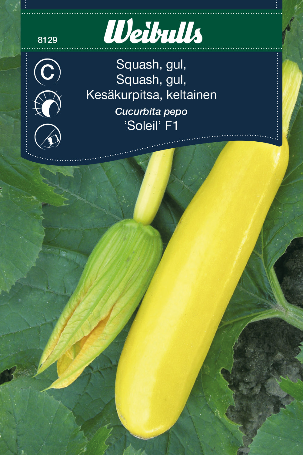 Weibulls Squash 'Soleil' F1
