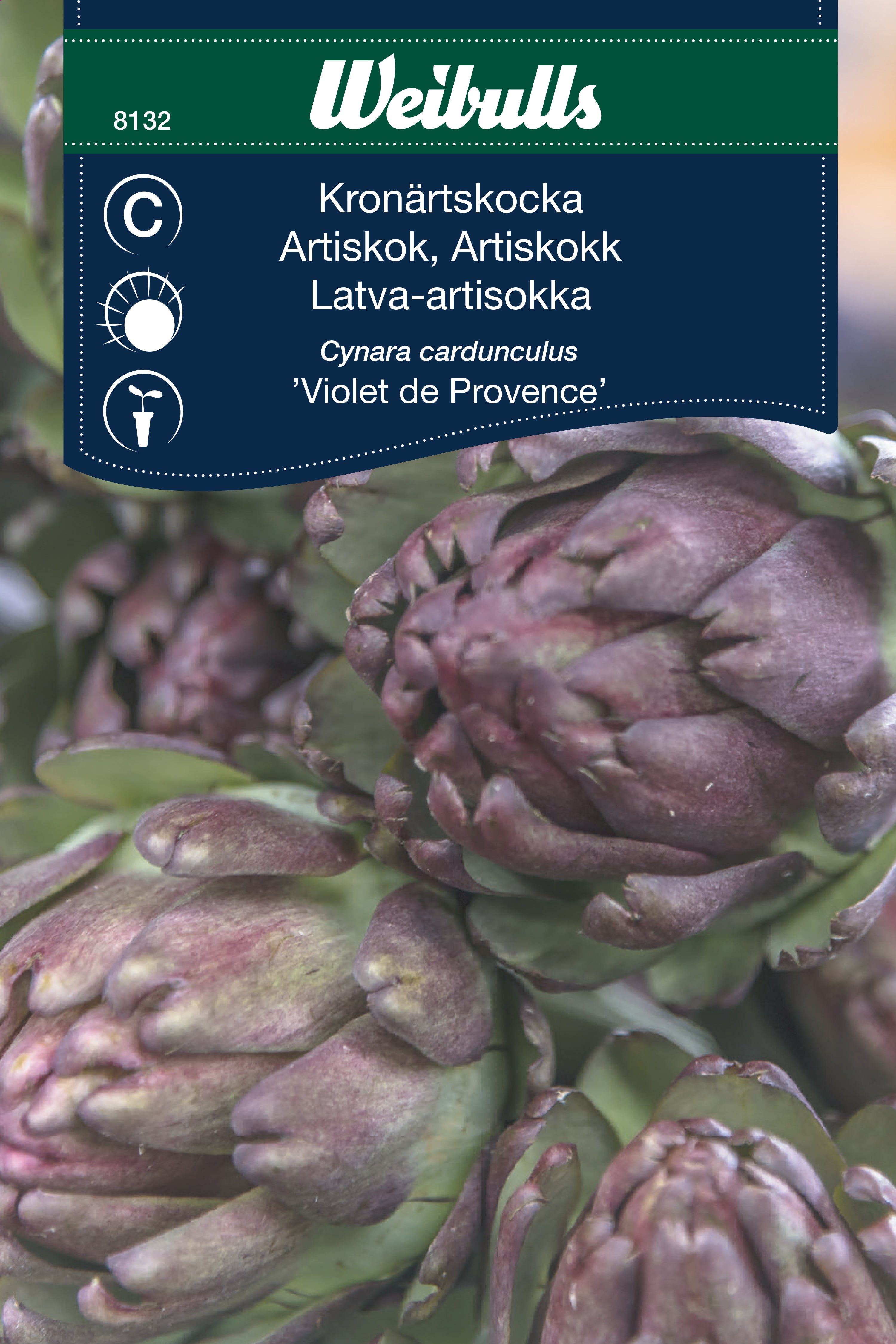 Weibulls Kronärtskocka 'Violet de Provence'
