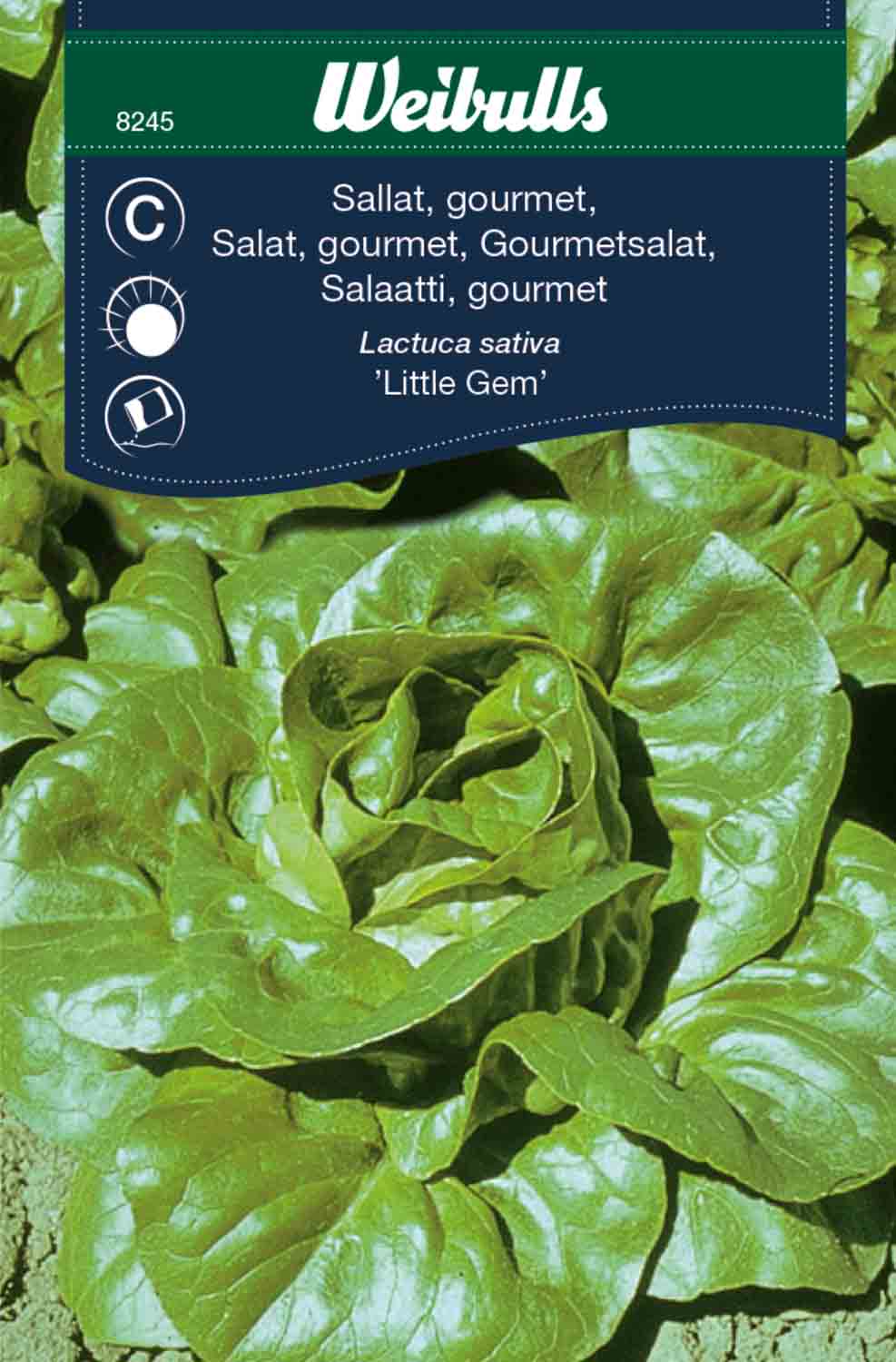 Weibulls Sallat, gourmet 'Little Gem'