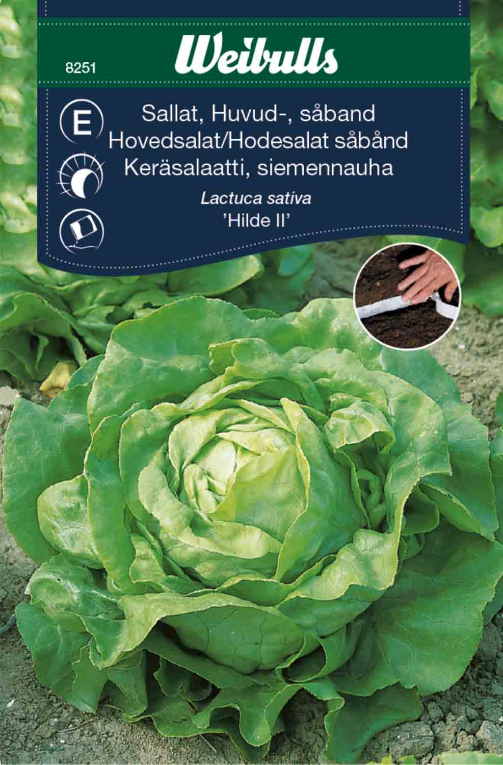 Weibulls Sallat, huvud-, såband 'Hilde II'
