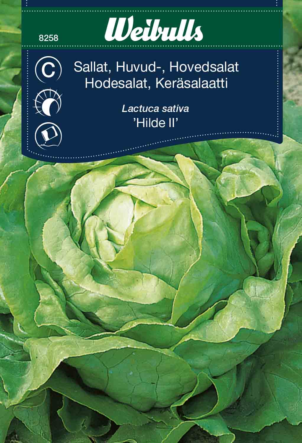 Weibulls Sallat, huvud-  'Hilde II'