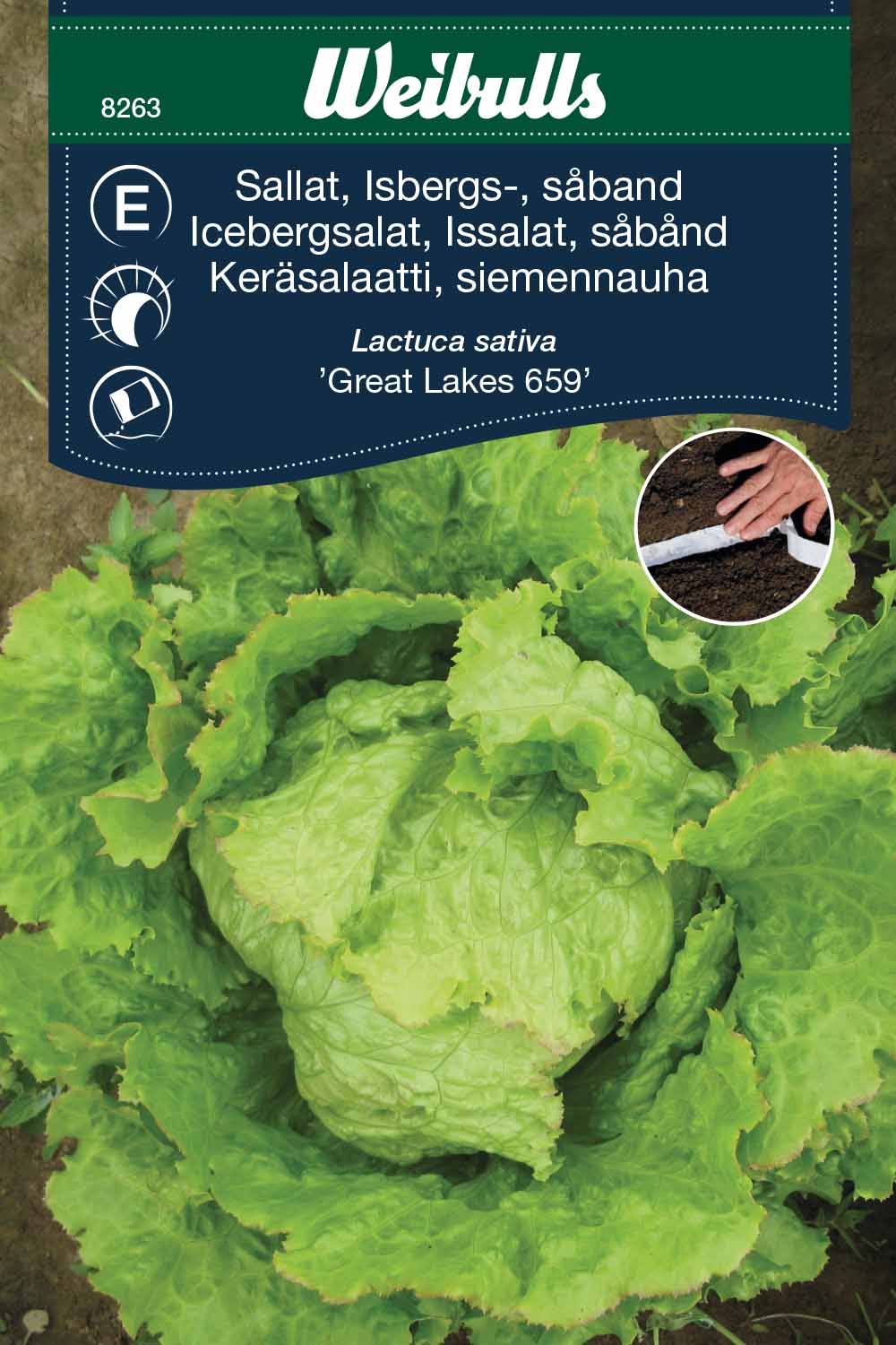 Weibulls Sallat, Isbergs-, såband 'Great Lakes 659'