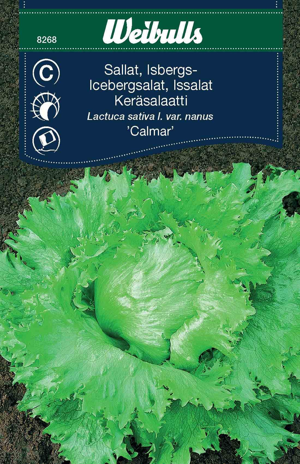 Weibulls Sallat, isbergs- 'Calmar'