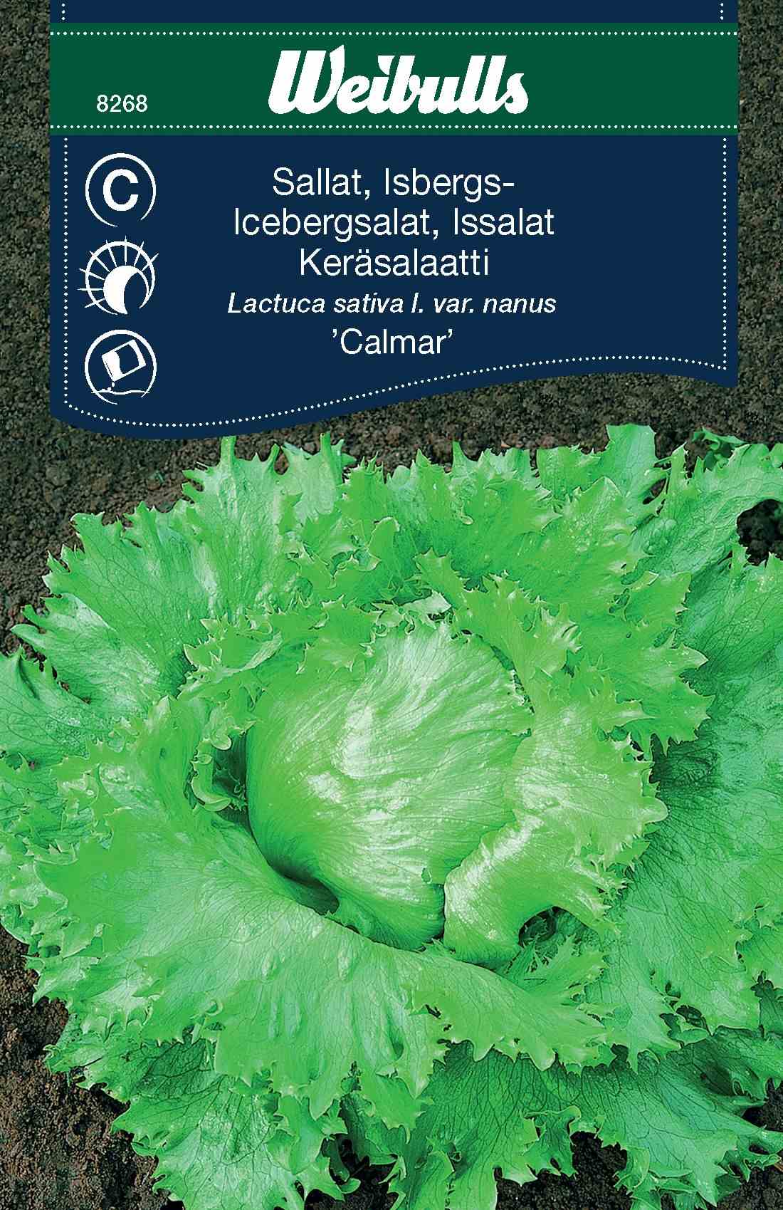 Weibulls Sallat, isbergs- 'Calmar'