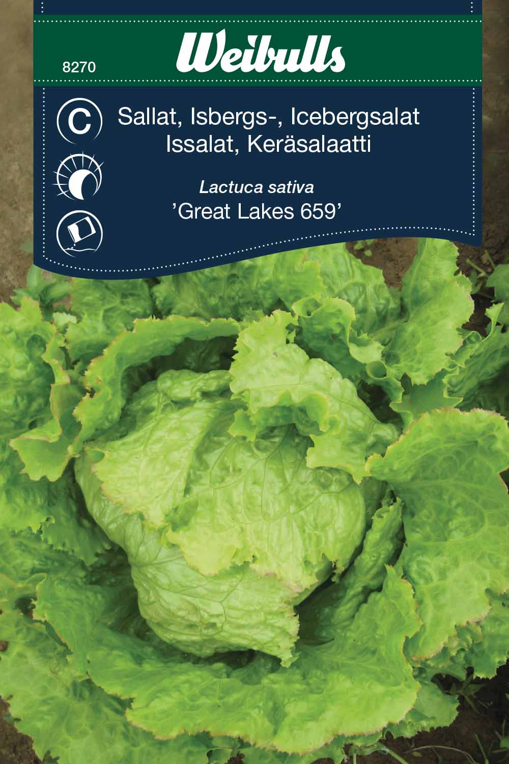 Weibulls Sallat, isbergs- 'Great Lakes 659'